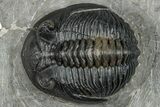Detailed Hollardops Trilobite Fossil - Excellent Eye Facets #273423-2